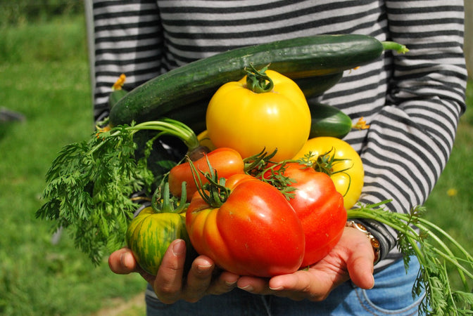 Que planter dans un carré potager ?