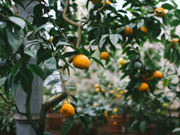 Quelles plantes peut-on mettre sur une terrasse ?